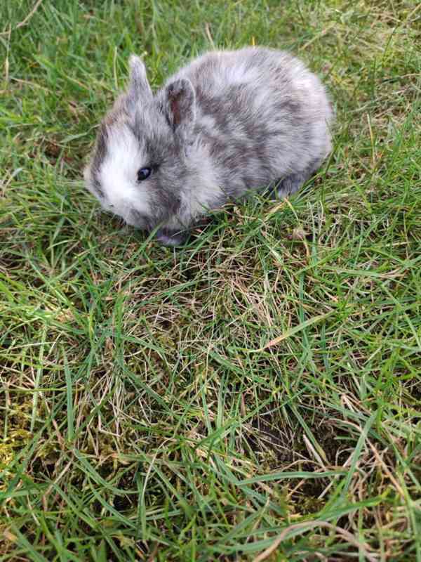 Zakrslý králíček - foto 3