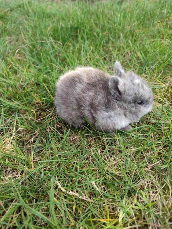 Zakrslý králíček - foto 2