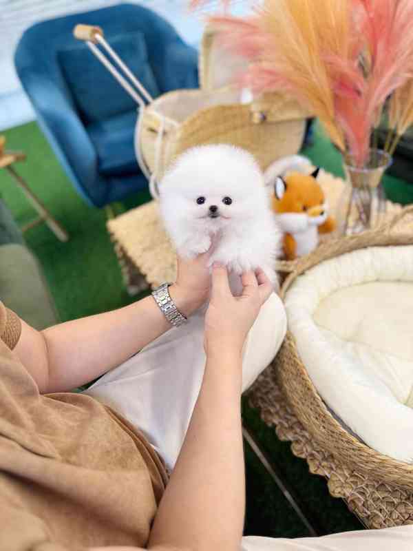 Nádherná štěňata mini pomeranianů – vychovaná s láskou - foto 1