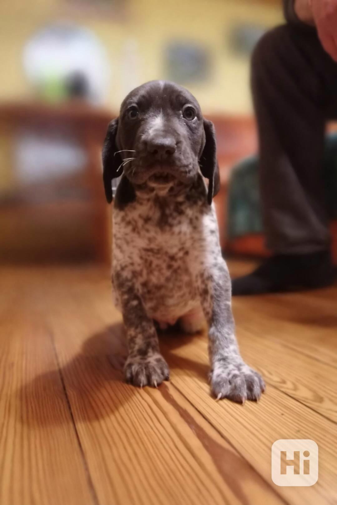 Německý ohař krátkosrstý - štěňata  - foto 1