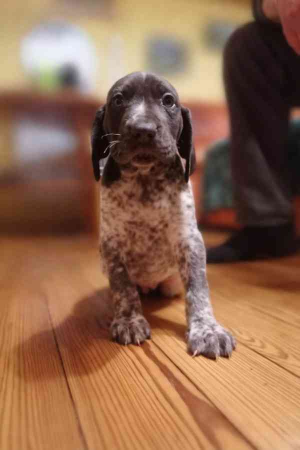 Německý ohař krátkosrstý - štěňata  - foto 1