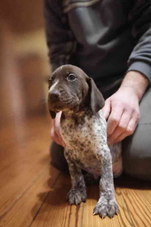 Německý ohař krátkosrstý - štěňata  - foto 3