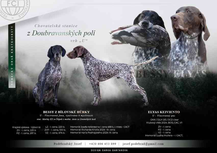 Německý ohař krátkosrstý - štěňata  - foto 4