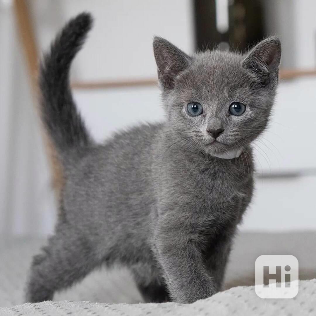 K dispozici koťata ruské modré barvy, samci i samice - foto 1