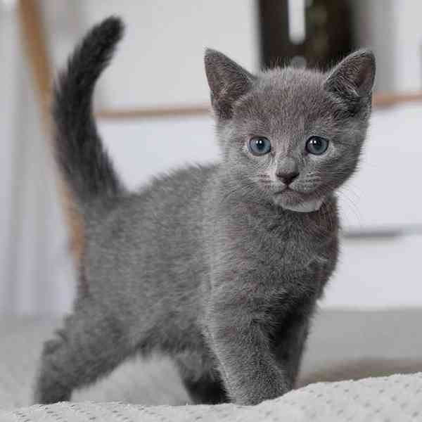 K dispozici koťata ruské modré barvy, samci i samice - foto 1