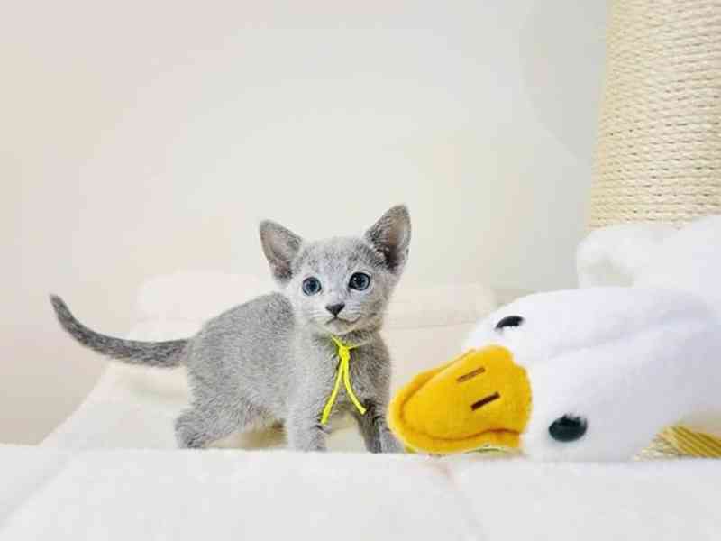 K dispozici koťata ruské modré barvy, samci i samice - foto 2