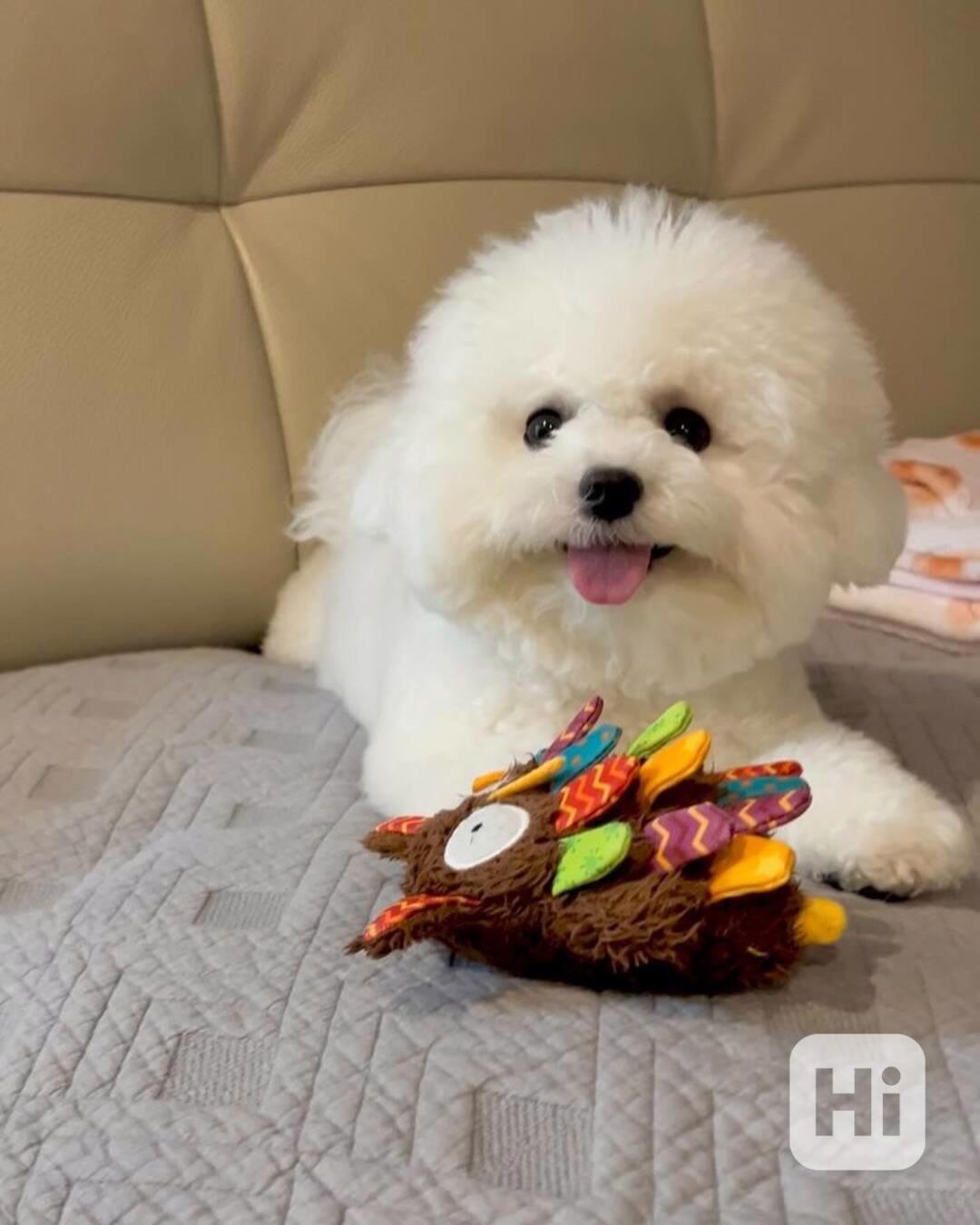 Bichon Frise - foto 1