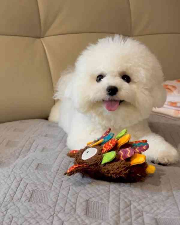 Bichon Frise - foto 1