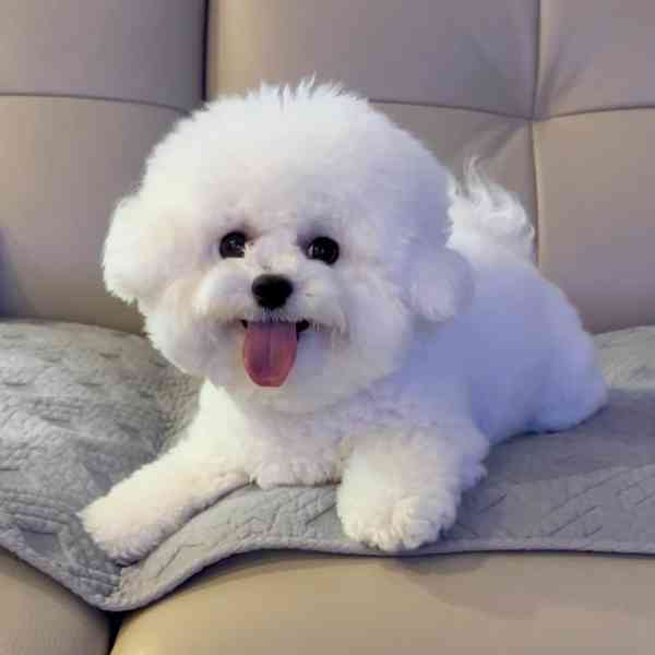 Bichon Frise - foto 2