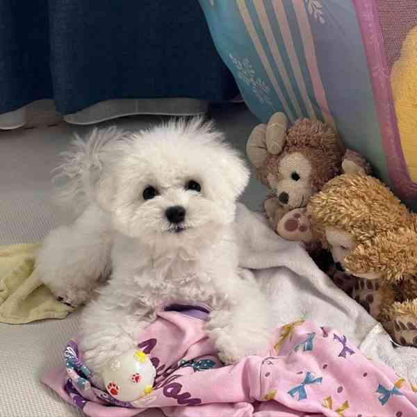 Bichon Frise - foto 3