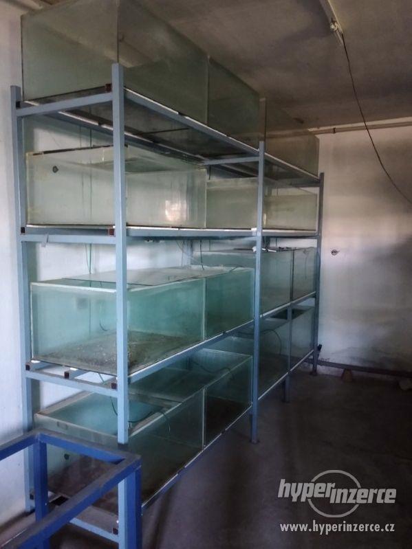 VELKÝ VÝPRODEJ AKVÁRIÍ - foto 5