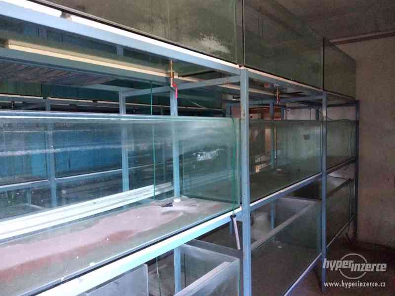 VELKÝ VÝPRODEJ AKVÁRIÍ - foto 6