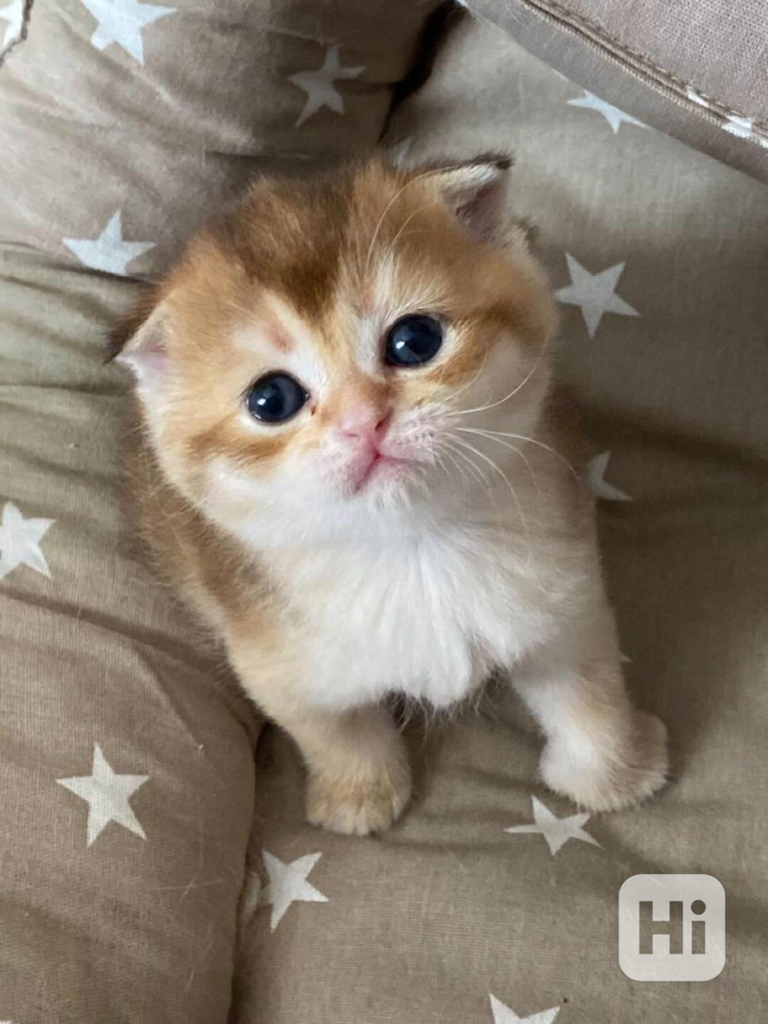 Děsivý Koťátka a samice skotského foldu k adopci zdarma  - foto 1