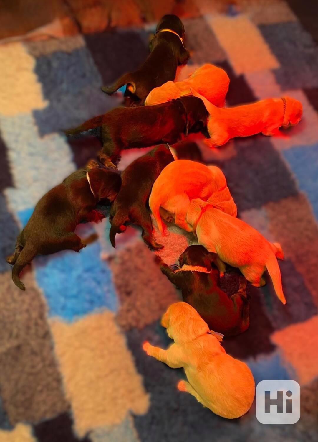 Nabídka štěňat Hovawarta s PP - foto 1