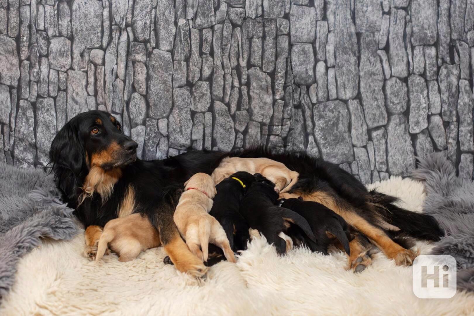 Nabídka štěňat Hovawarta s PP - foto 1