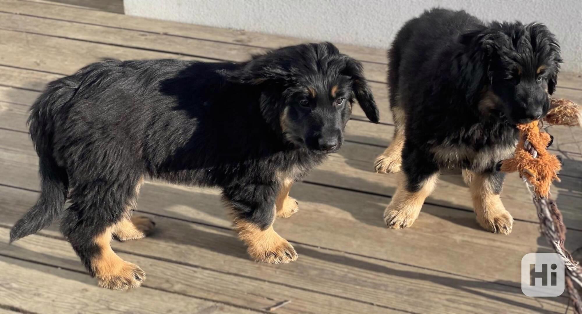 Nabídka štěňat Hovawarta s PP - foto 1