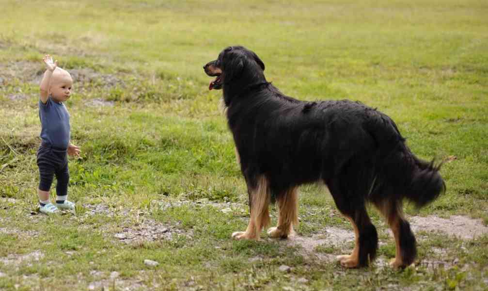 Nabídka štěňat Hovawarta s PP - foto 5