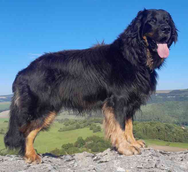 Nabídka štěňat Hovawarta s PP - foto 6