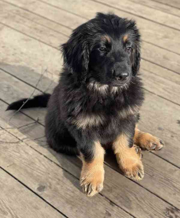 Nabídka štěňat Hovawarta s PP - foto 2