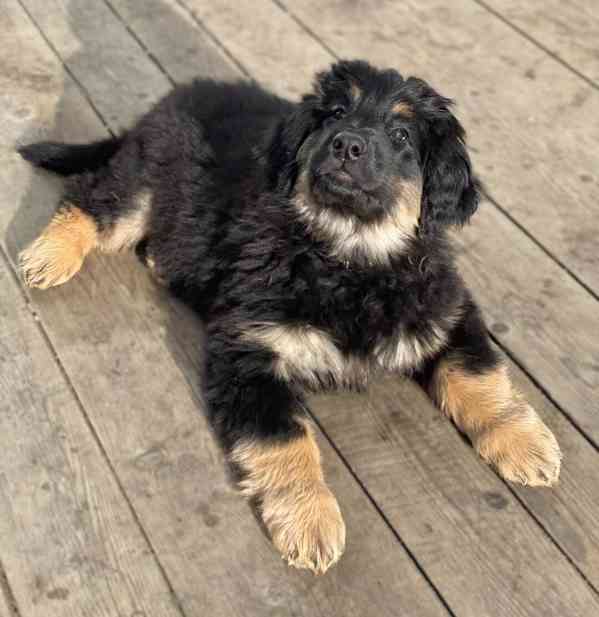 Nabídka štěňat Hovawarta s PP - foto 3