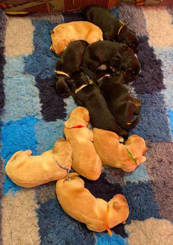 Nabídka štěňat Hovawarta s PP - foto 3