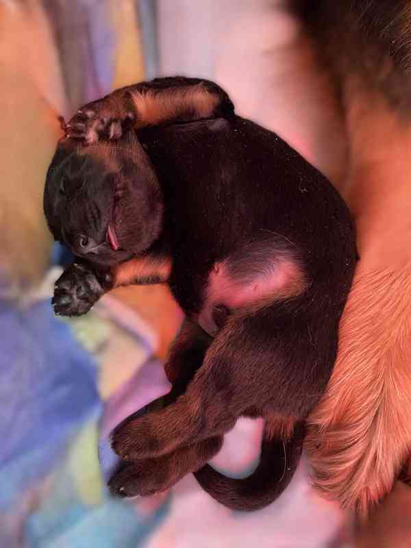 Nabídka štěňat Hovawarta s PP - foto 2