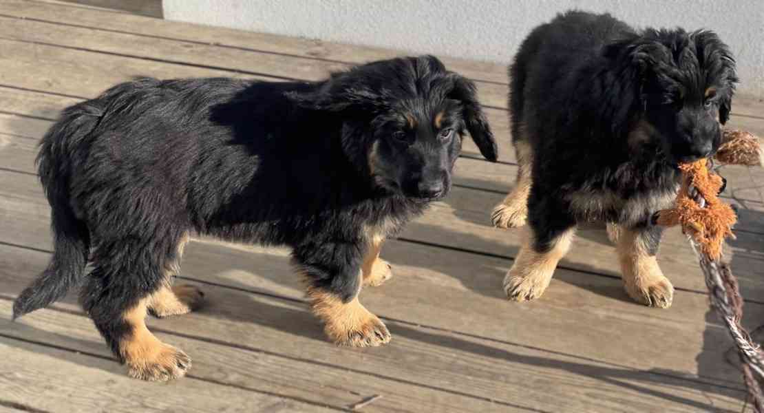 Nabídka štěňat Hovawarta s PP