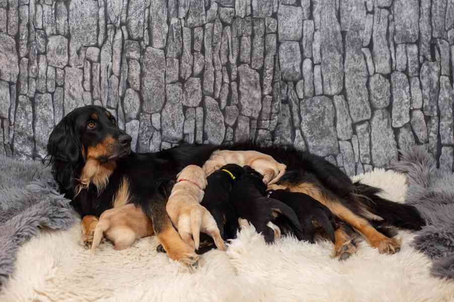 Nabídka štěňat Hovawarta s PP - foto 4