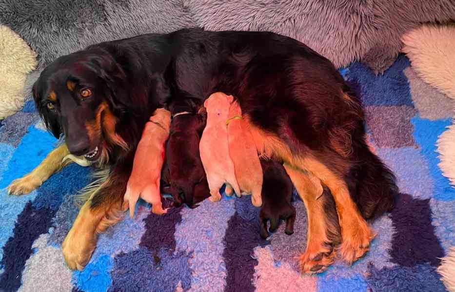 Nabídka štěňat Hovawarta s PP - foto 4