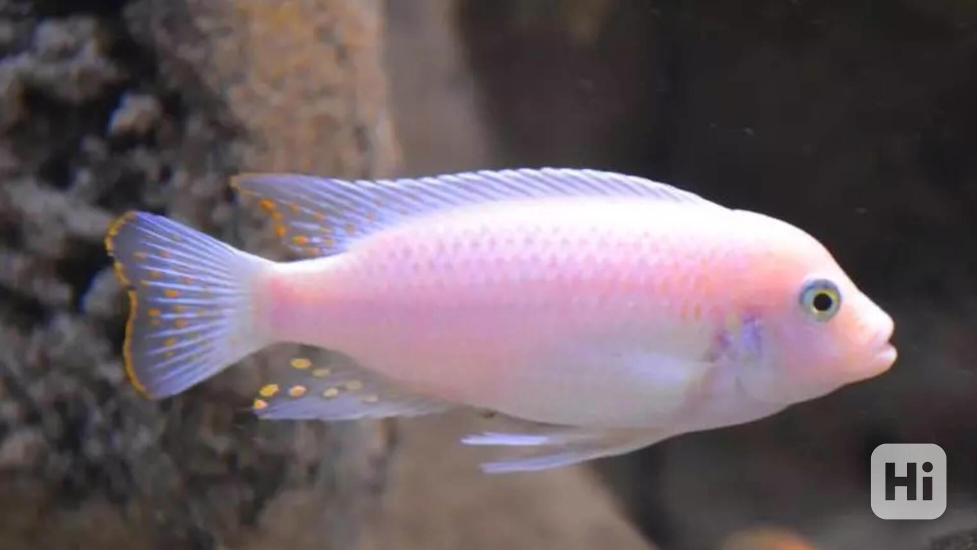 Tlamovci Malawi  - foto 1