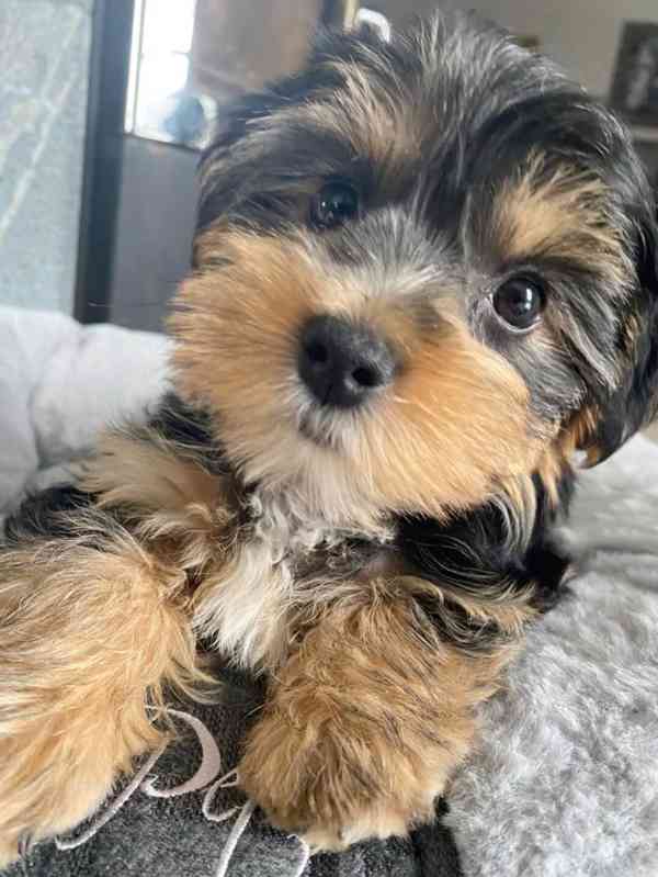 Biewer jorkšírský terier - foto 2