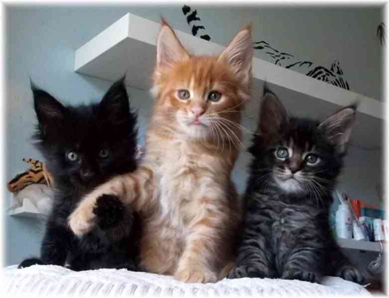 Prodám Mainská mývalí koťata - foto 1