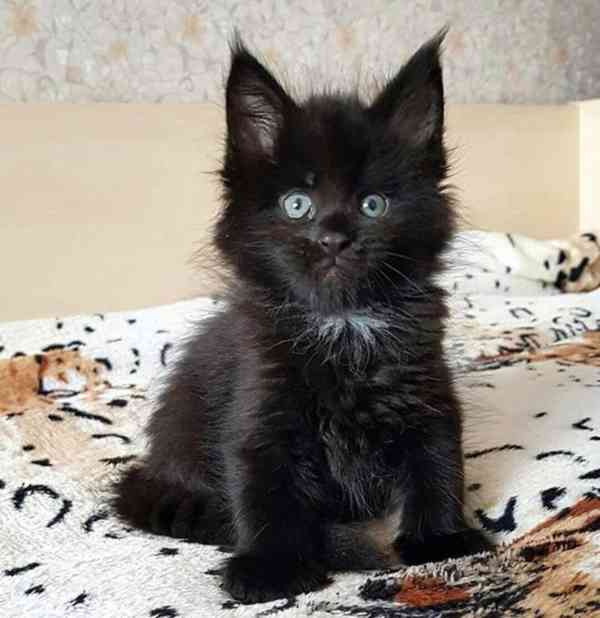 Prodám Mainská mývalí koťata - foto 2