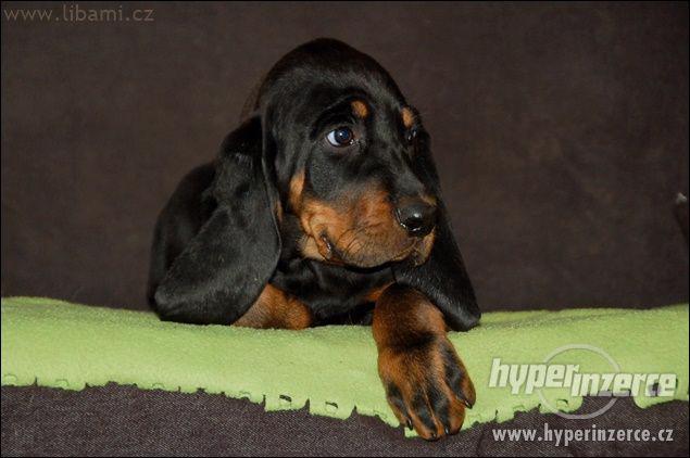 Black and Tan Coonhound - foto 1