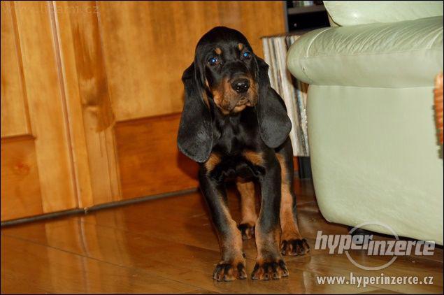 Black and Tan Coonhound - foto 2