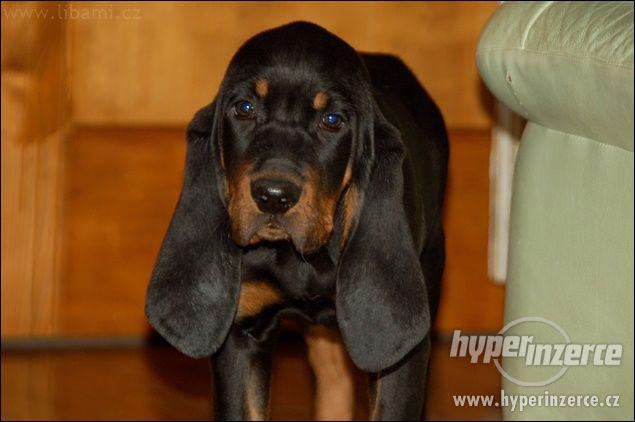 Black and Tan Coonhound - foto 3