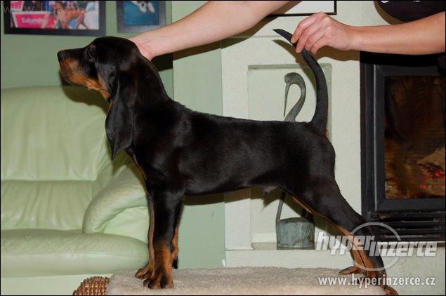 Black and Tan Coonhound - foto 4