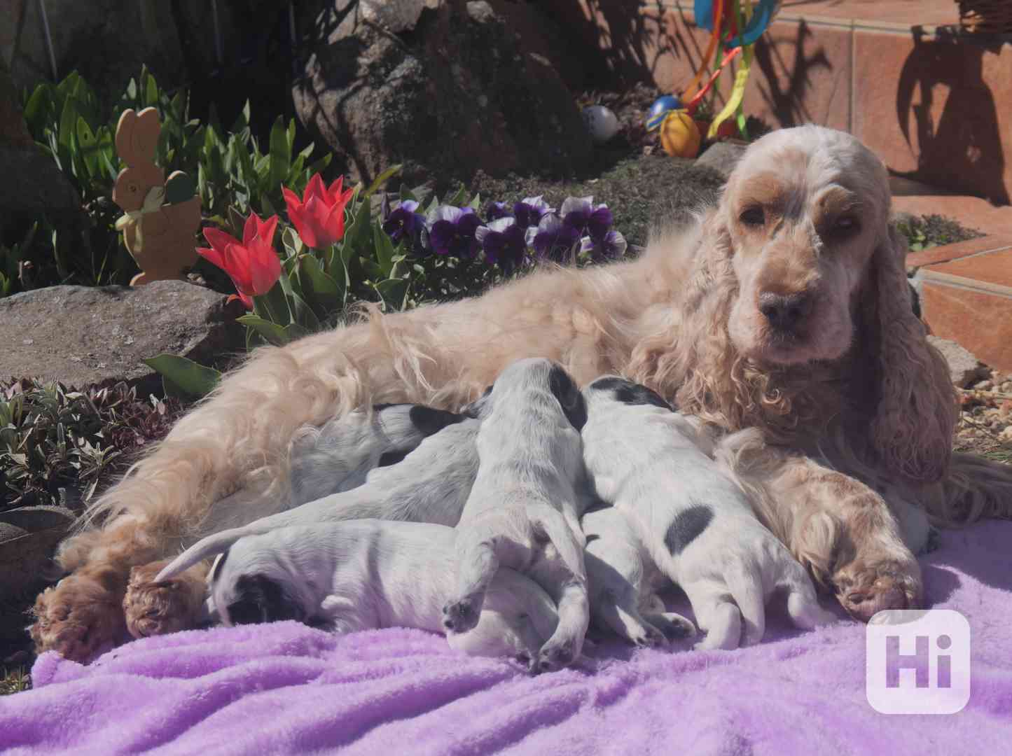 Anglický kokršpaněl - štěňata - foto 1