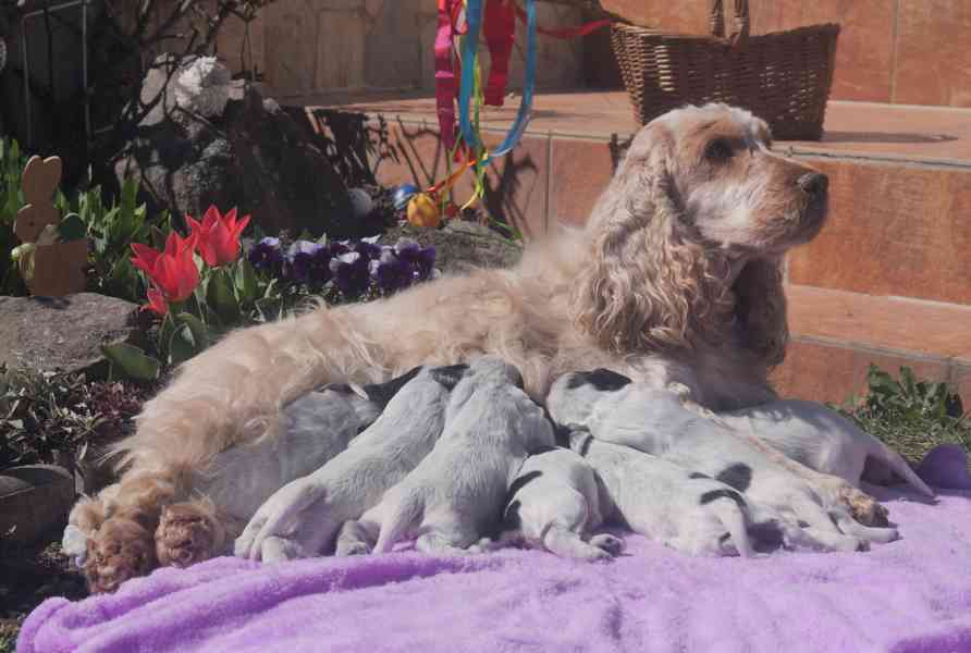 Anglický kokršpaněl - štěňata - foto 4