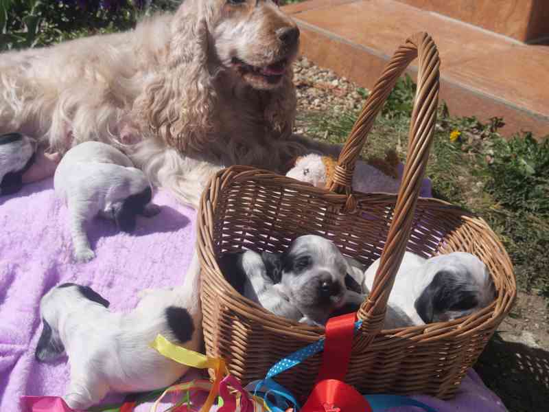 Anglický kokršpaněl - štěňata - foto 3