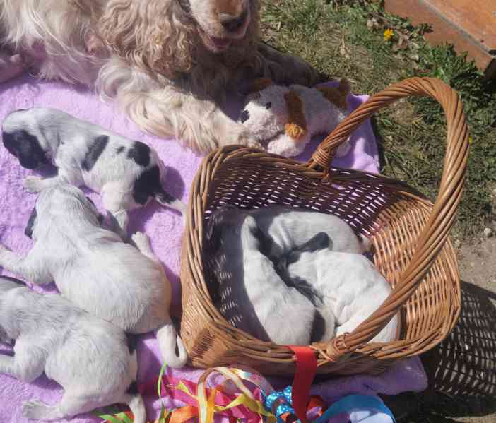 Anglický kokršpaněl - štěňata - foto 5