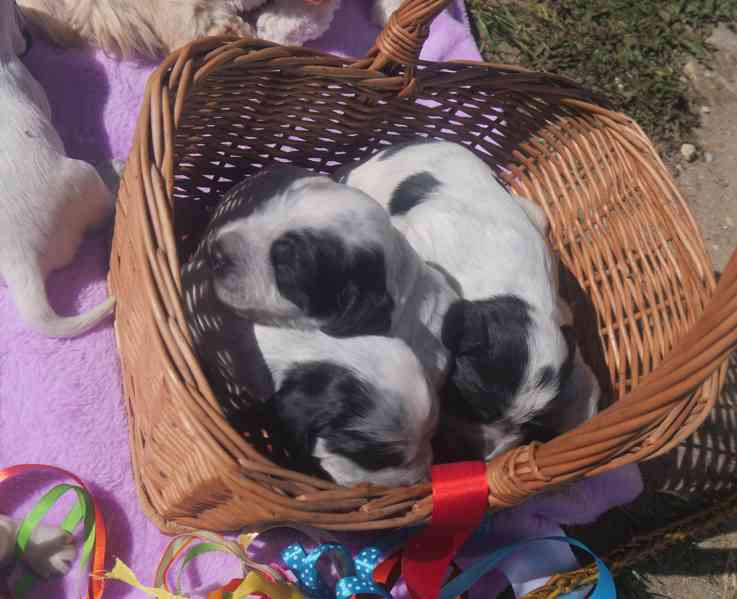 Anglický kokršpaněl - štěňata - foto 2