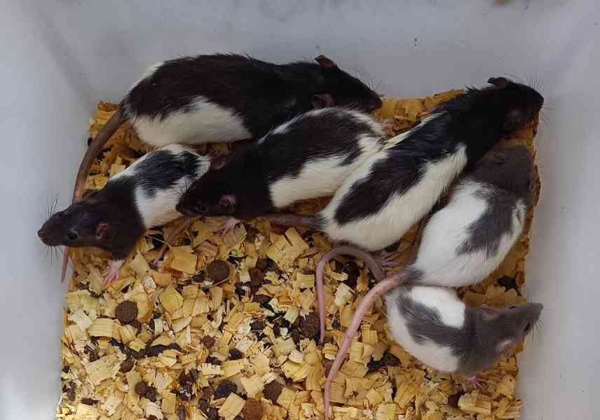 Potkani - prodám mláďata potkanů - foto 1