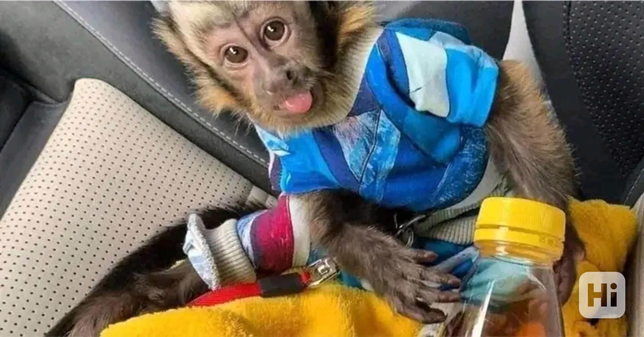  Velmi hraví kapucínští společníci. - foto 1