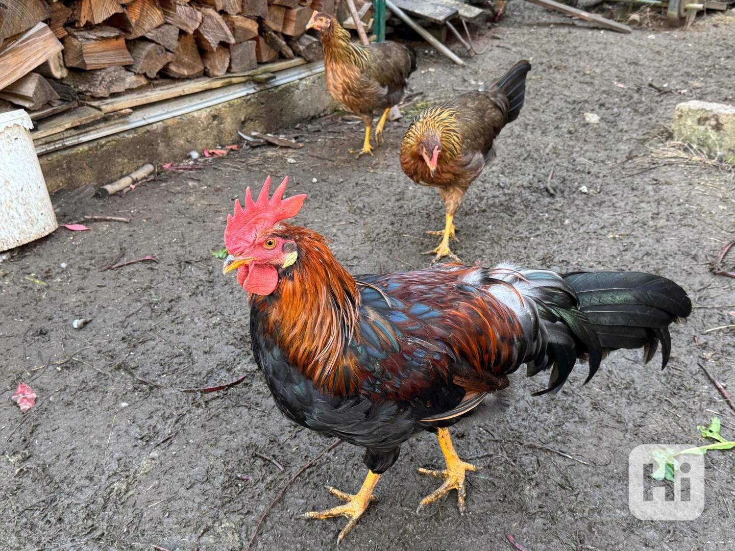 Prodám kohouty vlaška koroptví  - foto 1