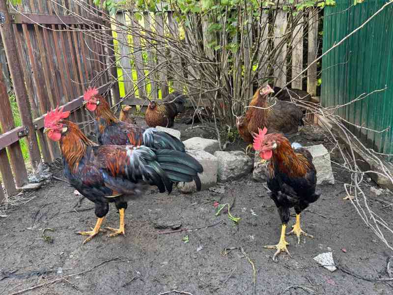 Prodám kohouty vlaška koroptví  - foto 2