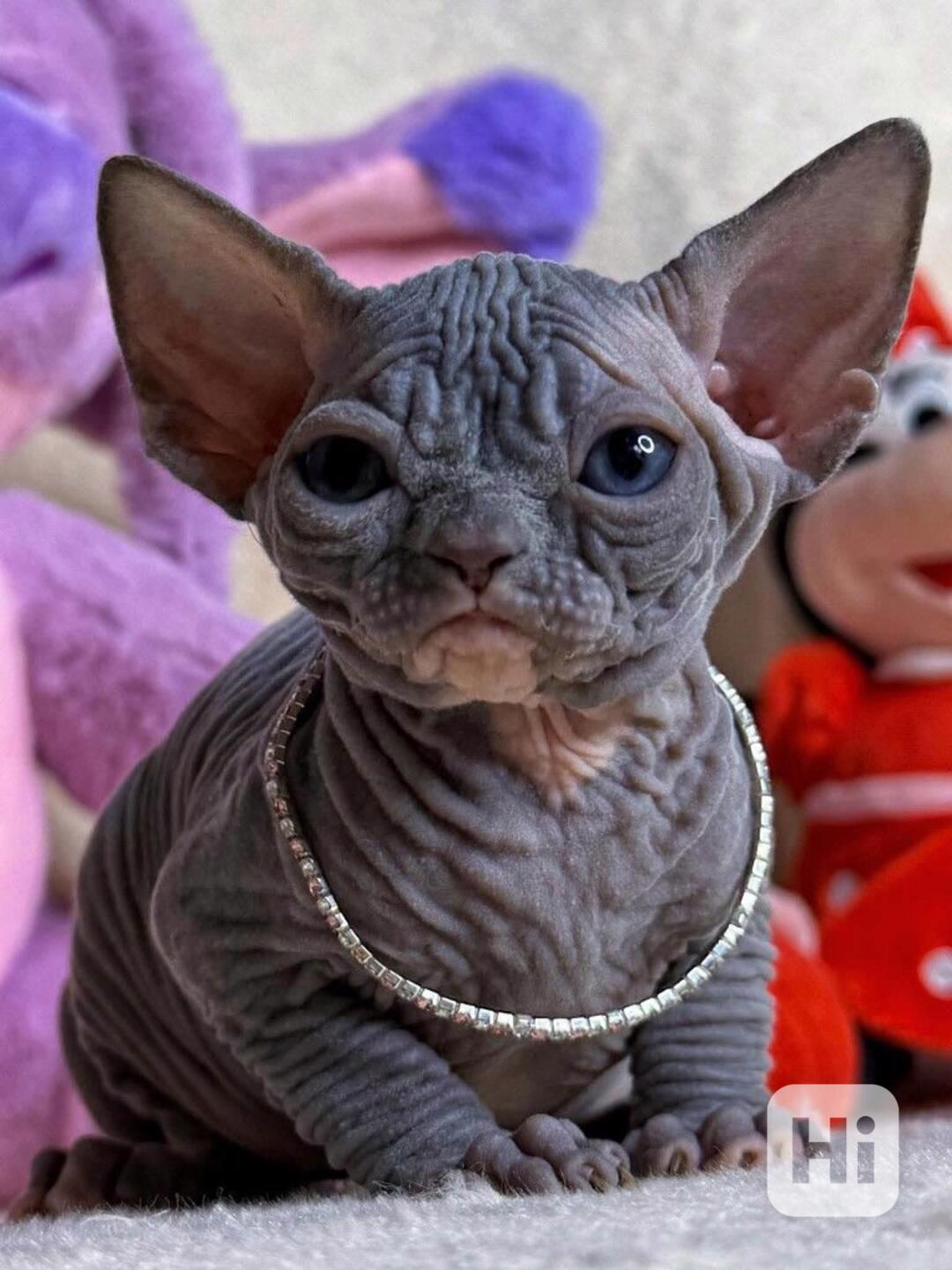 Kanadský sphynx - foto 1