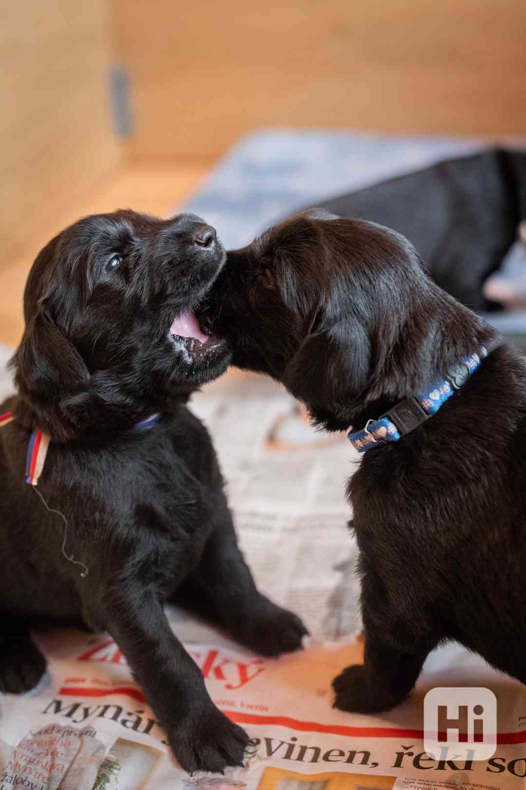 Flat coated retriever - štěňátka s PP - foto 1