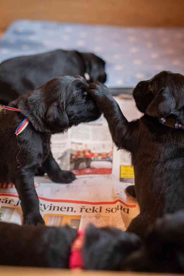 Flat coated retriever - štěňátka s PP - foto 3