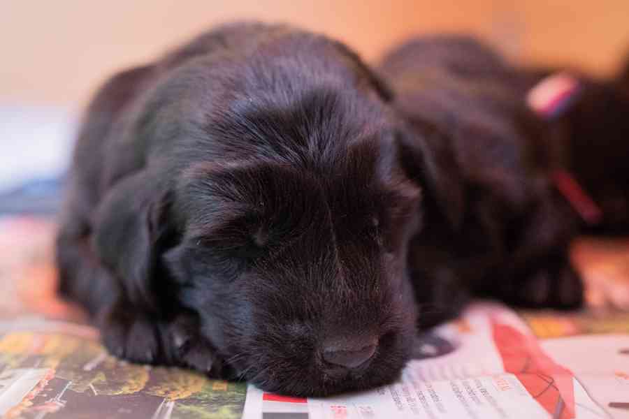 Flat coated retriever - štěňátka s PP - foto 5